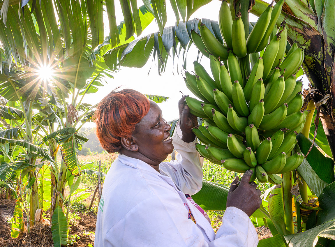 陽光照射在一名婦女身上；她手裡拿著從樹上摘下的一把香蕉。