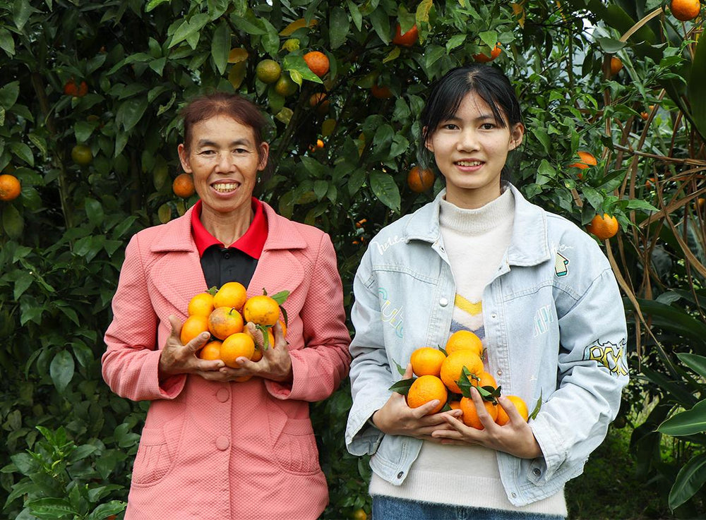 一名年紀較大的婦女，還有一個年輕人向著鏡頭微笑，手裡都拿著一堆香橙。她們站在幾棵橙樹的前面。