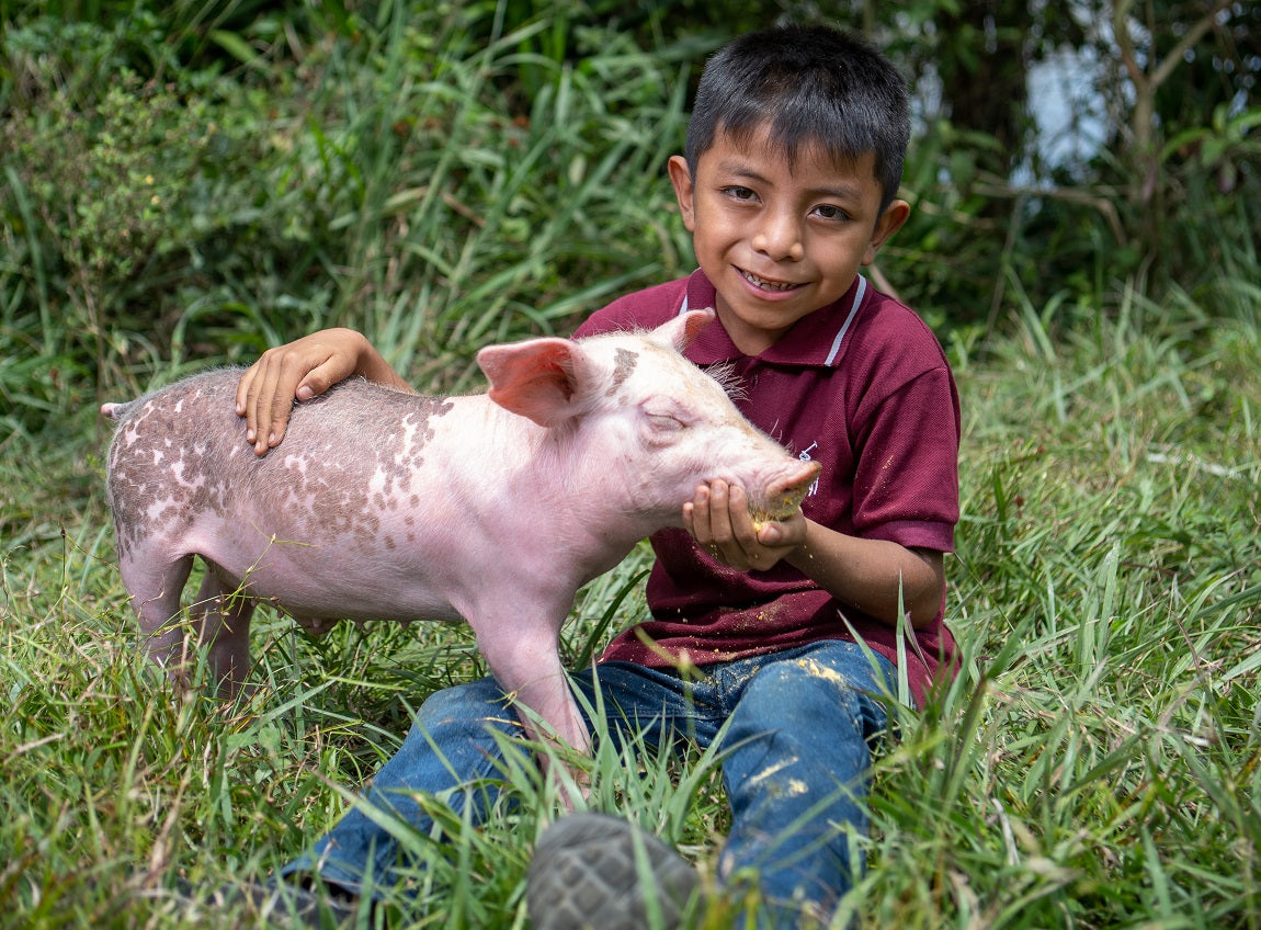 一個微笑著的小男孩，身穿棗紅色T恤，餵飼一隻小豬。